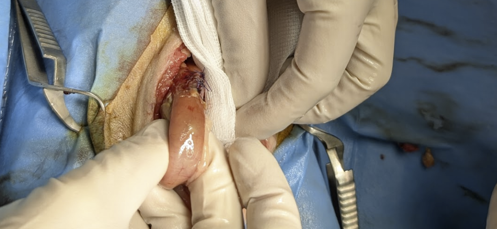 Stentowanie dróg żółciowych u kota