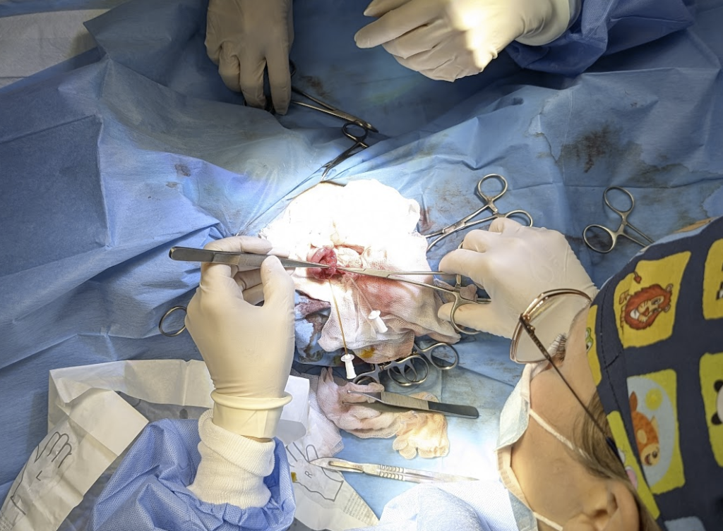 Stentowanie dróg żółciowych u kota